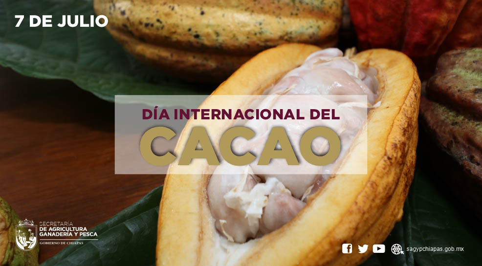 Hoy es el Da Internacional del Cacao, en la SAG