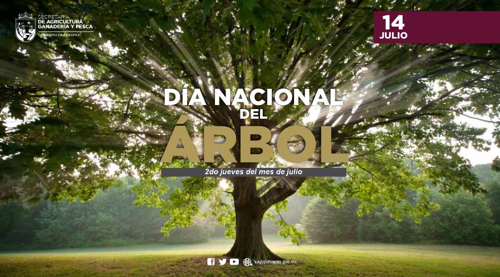 Hoy es el Da Nacional del rbol, esta fecha nos i