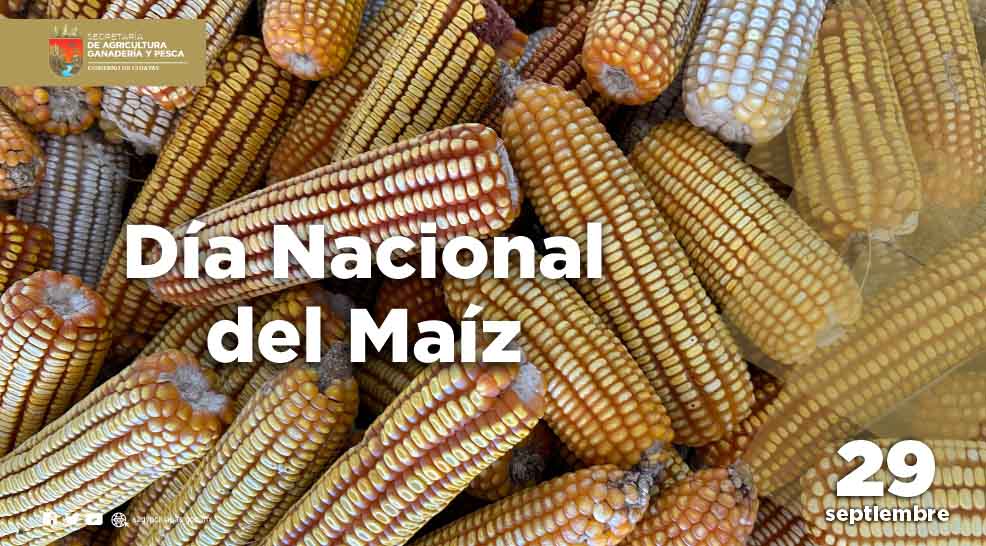 La milpa es el corazn de nuestra agricultura, ho